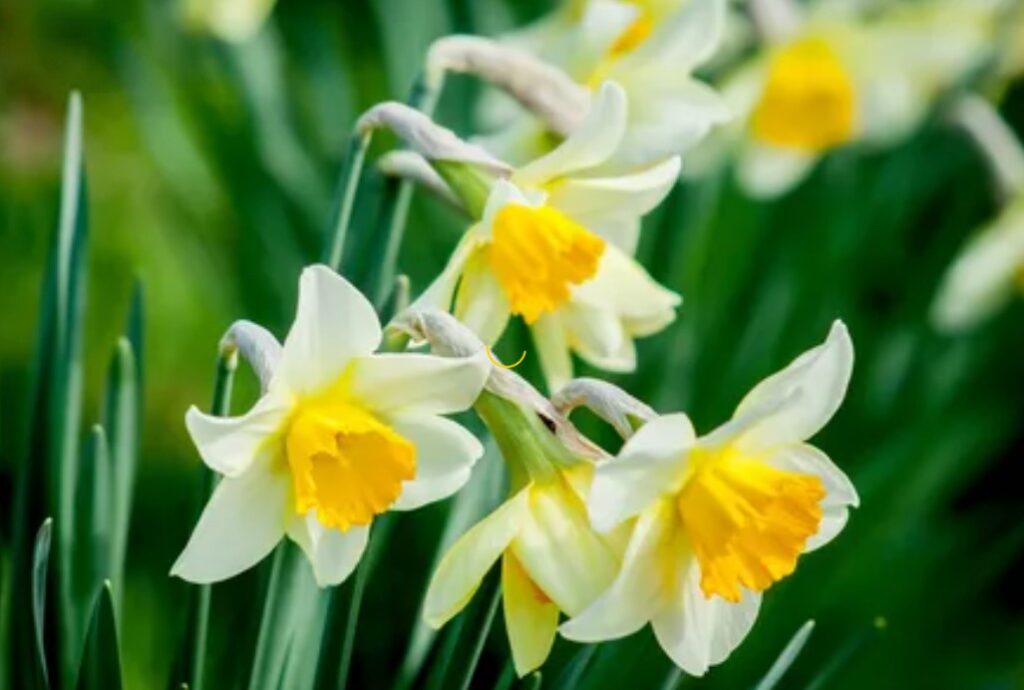 What is special about daffodil flower?