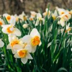 Daffodil Flower Care and Meaning