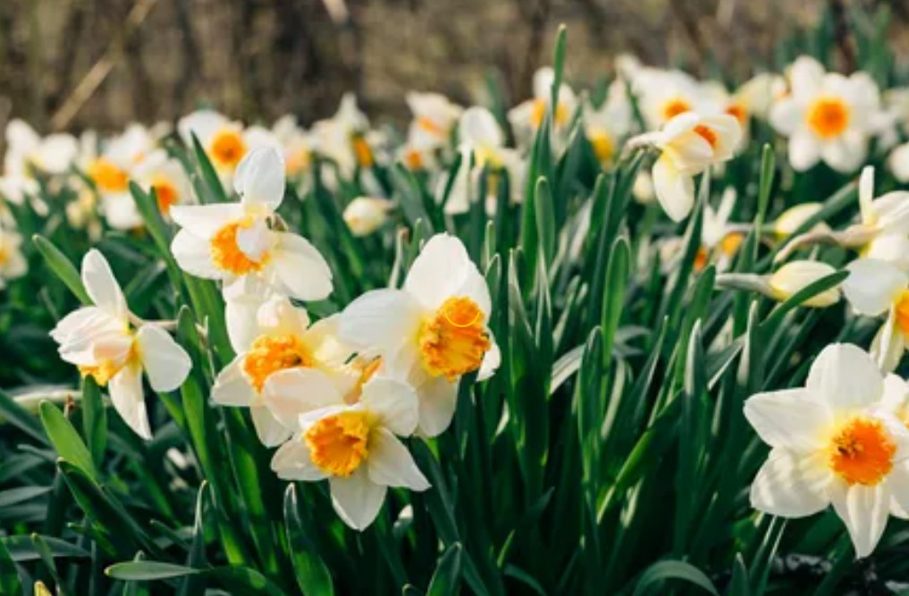 Daffodil Flower