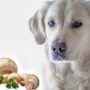 Is it Safe For Dogs to Eat Mushrooms?