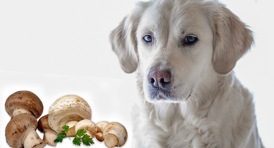 Is it Safe For Dogs to Eat Mushrooms?