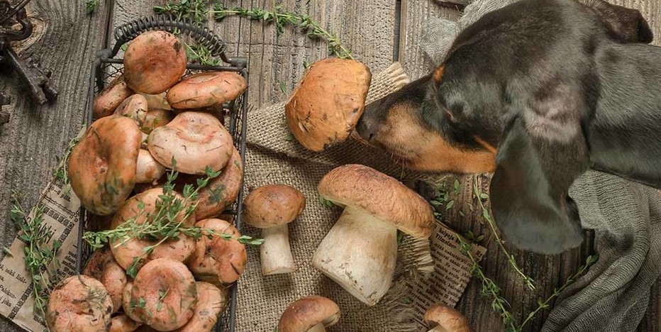 Is it Safe For Dogs to Eat Mushrooms