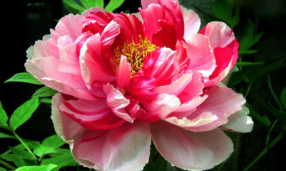 Peony Flower Care and Meaning