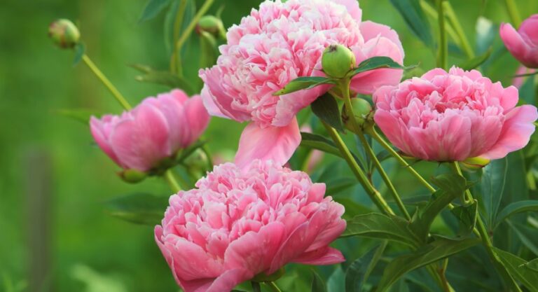 Peony Flower Care and Meaning | Englewoodedge