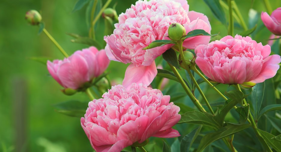 Peony Flower Care and Meaning
