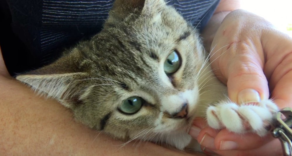 How to Trim Cat Nails