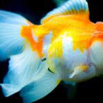 How Long Can Goldfish Live?