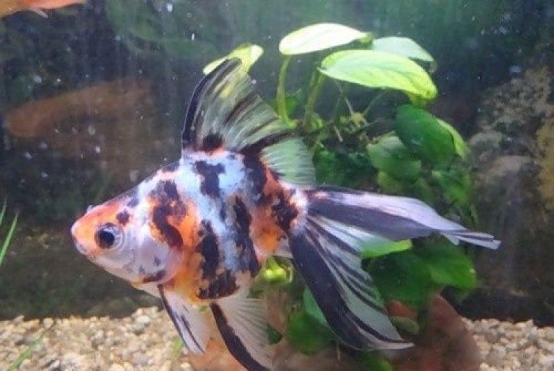  Can goldfish live 20 years?