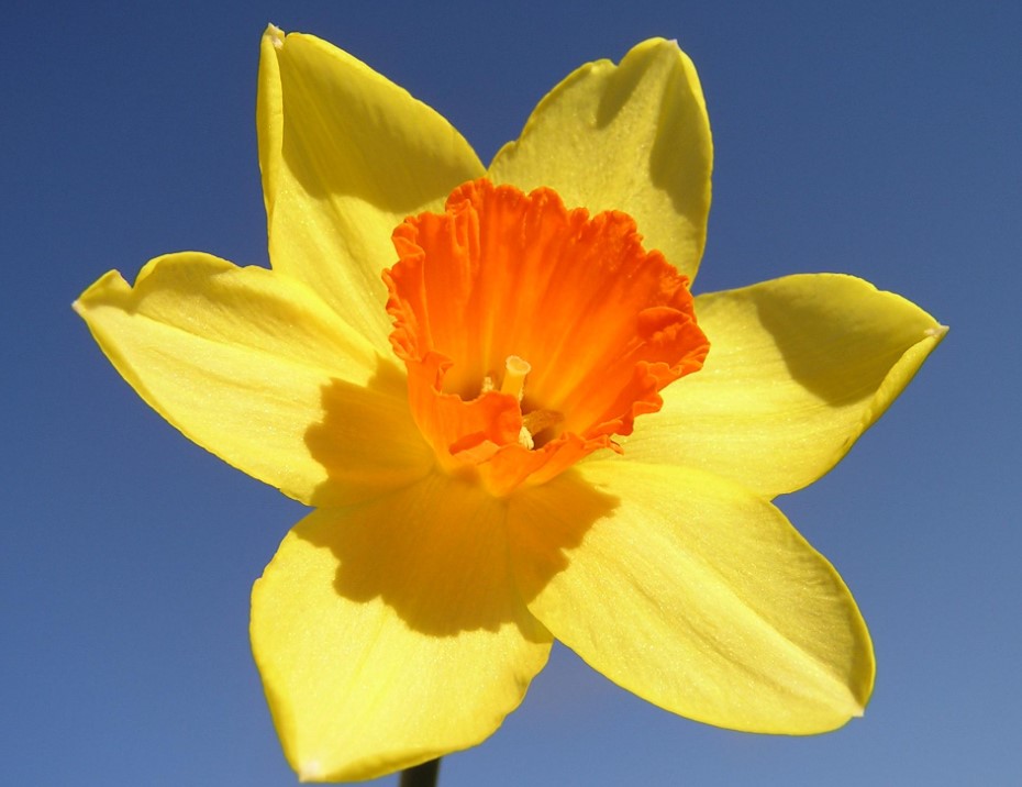 Daffodil Flower Care