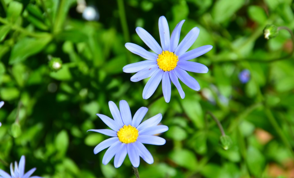 Daisy Flower Care and Meaning