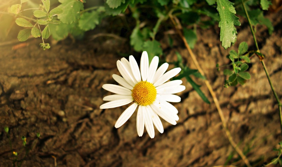 Daisy Flower Care and Meaning