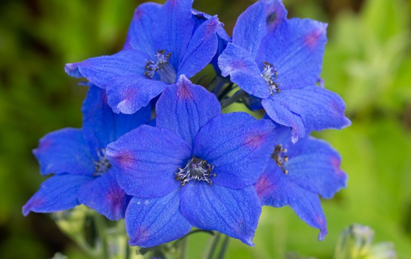 Delphinium Flower Care and MeaningDelphinium Flower Care and Meaning