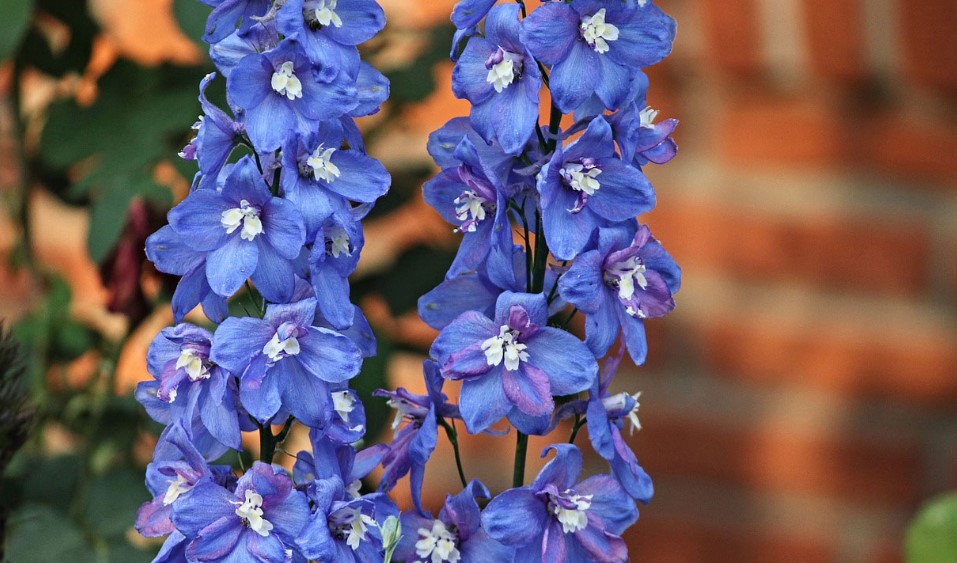 Delphinium Flower Care and Meaning