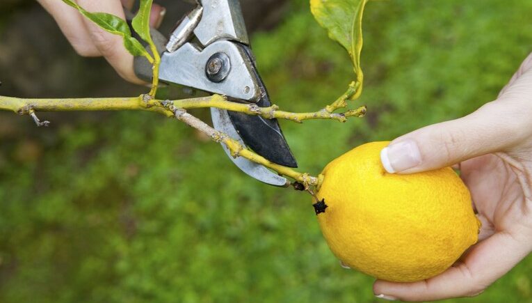 Pruning a Lemon Tree