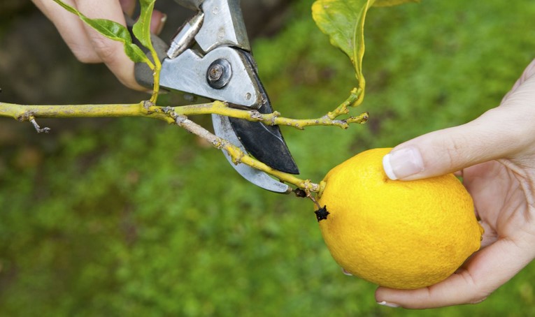 Pruning a Lemon Tree