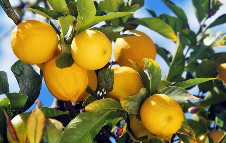 Can I cut a lemon tree all the way back?