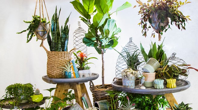 Which indoor plant is harmful to humans?