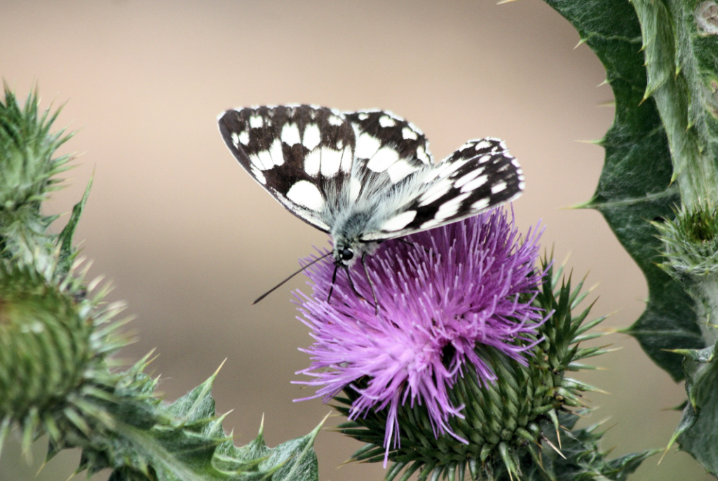 Thistle Color