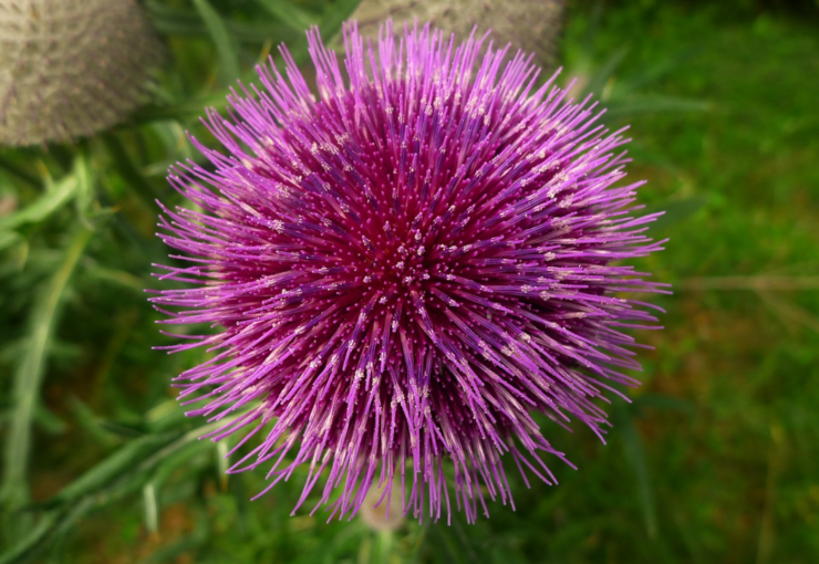 Thistle Color Codes and Facts | Englewoodedge