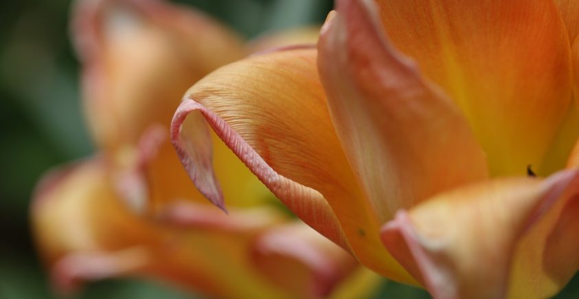 How do you know when tulips are dying